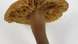 Callistosporium luteo-olivaceum image