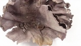 Calvatia cyathiformis image