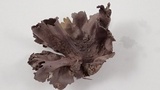 Calvatia cyathiformis image