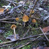 Galerina clavata image