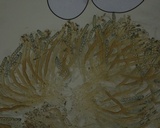 Peziza succosa image