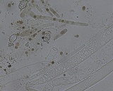 Peziza succosa image