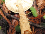 Lepiota magnispora image