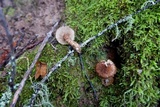 Inocybe hystrix image