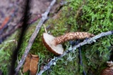 Inocybe hystrix image