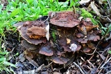 Phellinus gilvus image