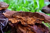 Phellinus gilvus image