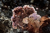Punctularia atropurpurascens image