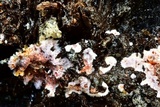 Punctularia atropurpurascens image