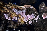 Punctularia atropurpurascens image