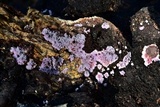 Punctularia atropurpurascens image