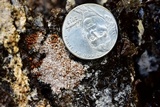 Polycephalomyces tomentosus image