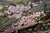 Punctularia atropurpurascens image