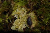 Thelotrema lepadinum image