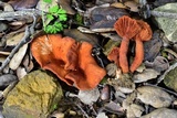 Image Associated With the Occurrence