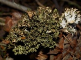 Tuckermanopsis orbata image