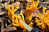 Clavulinopsis corniculata image