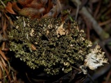 Tuckermanopsis orbata image