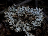 Tuckermanopsis orbata image