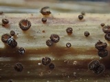 Lasiobelonium nidulum image