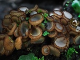 Trichophaea gregaria image