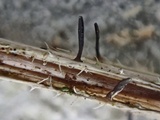 Acrospermum compressum image