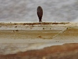 Acrospermum graminum image