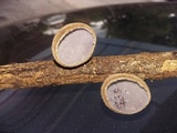 Auricularia nigricans image