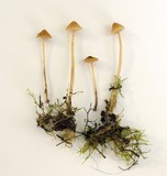 Galerina clavata image