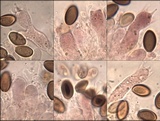 Hypholoma ericaeoides image
