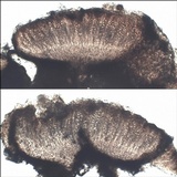 Ainoa geochroa image