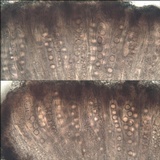 Ainoa geochroa image