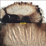 Ainoa geochroa image