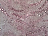 Ainoa geochroa image