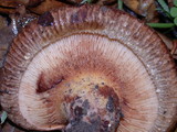 Paxillus involutus image