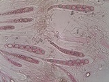 Ainoa geochroa image