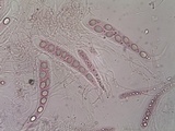 Ainoa geochroa image