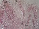 Ainoa geochroa image