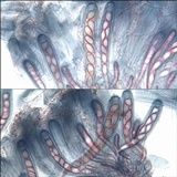 Ainoa geochroa image