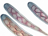 Ainoa geochroa image