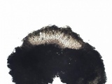Aspicilia epiglypta image
