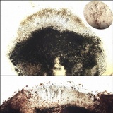 Aspicilia epiglypta image