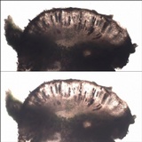Rinodina teichophila image
