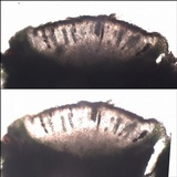 Rinodina teichophila image