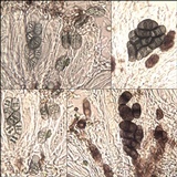 Rinodina teichophila image
