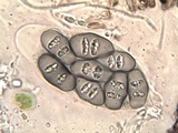 Rinodina teichophila image