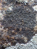 Rinodina teichophila image