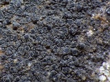 Rinodina teichophila image