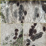 Rinodina teichophila image