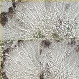 Rinodina teichophila image